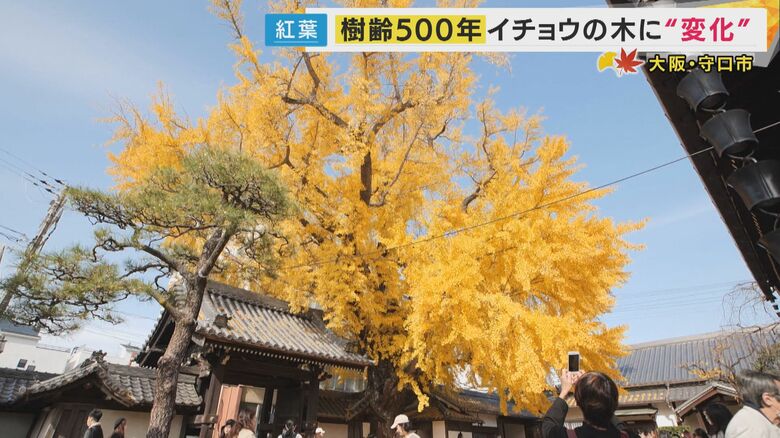 歴史を見守ってきた樹齢500年のイチョウ　“水を吸い上げる音が聞こえる”逸話も　今はインバウンド客も訪れる隠れた名所に｜FNNプライムオンライン