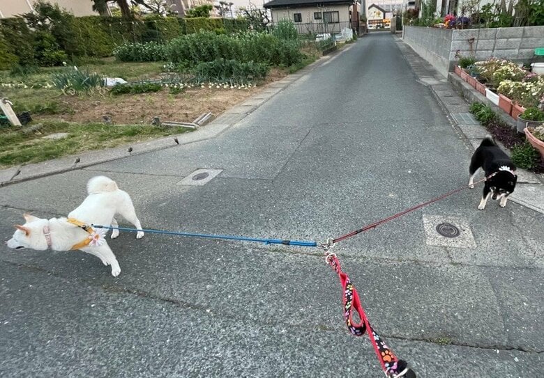 「両者譲らず」散歩中の柴犬2匹が道路の真ん中でリードの引っ張り合い…結果はどうなった? 飼い主に聞いた