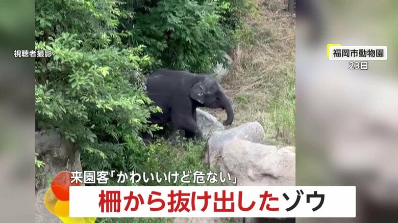 「かわいいけど危ない！」柵から抜け出した“おてんば”子ゾウ…人間のように器用に脱出　数メートル先には人が　福岡市動物園｜FNNプライムオンライン