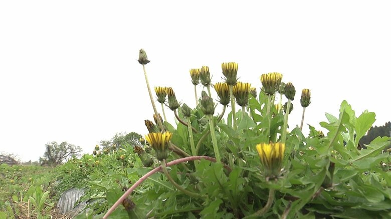 5000本に1本の希少種「日本タンポポ」 秋田・大仙市で2万本栽培 天ぷらやスイーツにも活用する“食べられる野草”としての認知度アップ目指す男性の挑戦|FNNプライムオンライン