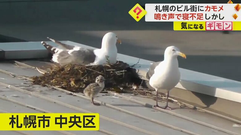 【鳴き声で寝不足だけど…】ビル街の屋上にカモメとヒナが定住　10年見守り心境変化「無事に越冬してほしい」　札幌｜FNNプライムオンライン
