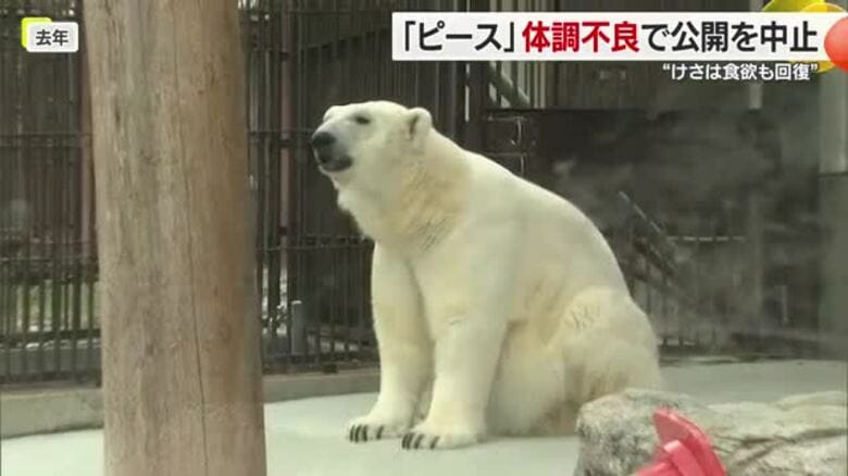 体調不良のとべ動物園シロクマ・ピース　食欲戻り体調は少しずつ回復　体調を見て公開を再開【愛媛】｜FNNプライムオンライン
