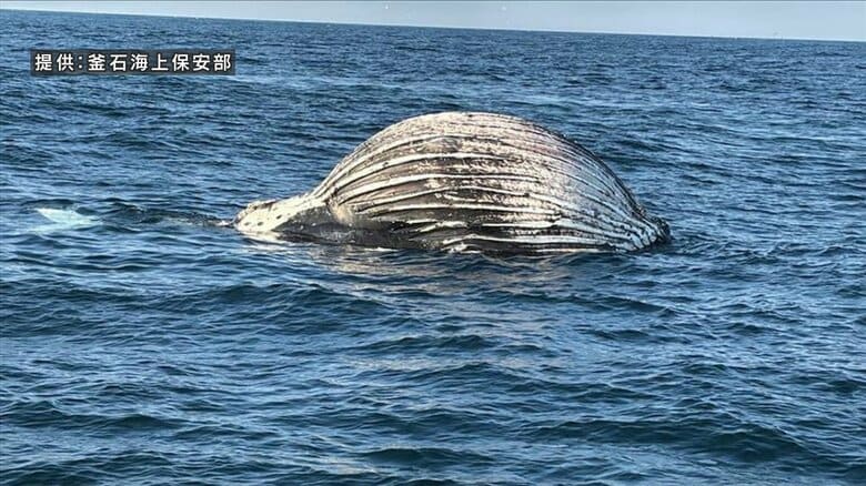海上にクジラの死骸　体内にガスが充満し破裂のおそれ　海保が航行する漁船に注意呼びかけ　岩手県｜FNNプライムオンライン
