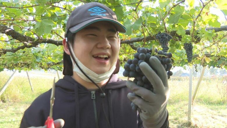 卒業式に贈る特別なワイン…20歳まで大切に保管　特別支援学校の生徒がぶどう100キロを収穫　1年半、熟成させ保護者に贈る「家族で一緒に飲みたい」｜FNNプライムオンライン
