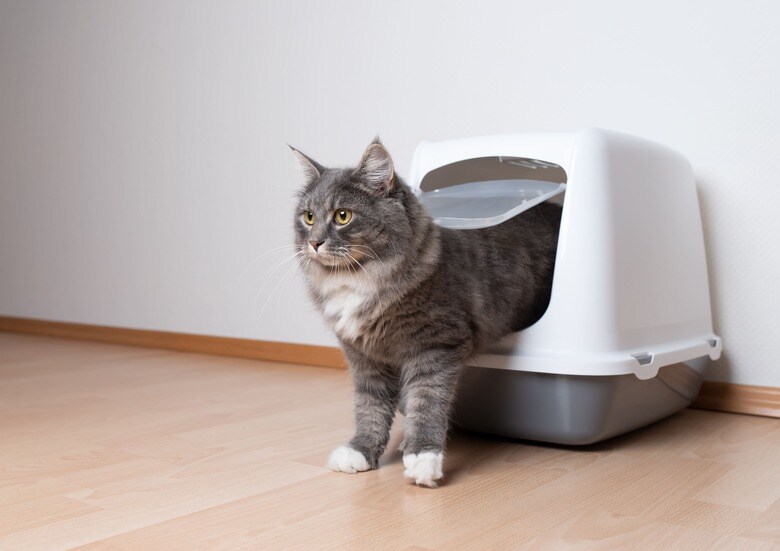 トイレ砂とシーツ両方使う人はこだわり強め!?犬・猫の飼い主165人に聞いた!ペットのトイレ事情に関するアンケートを実施