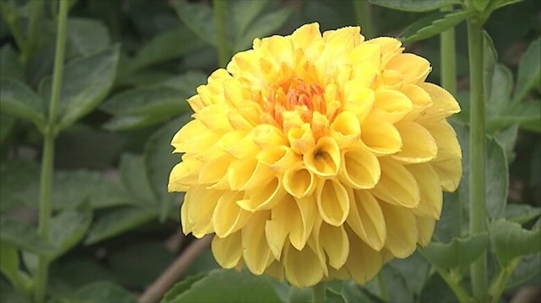 10万本が咲き誇る“川西ダリヤ園” お気に入りの花を持ち帰りできる「切り花収穫デー」に500人が列【山形発】｜FNNプライムオンライン