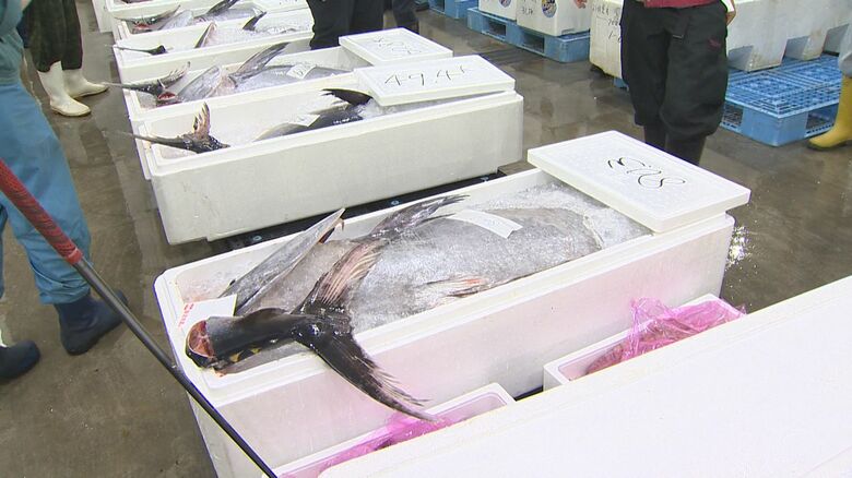 新潟市の市場に“県産マグロ”並ぶ！県外に出荷されることが多いマグロ…県内でも消費を「新潟の人に食べてもらいたい」｜FNNプライムオンライン