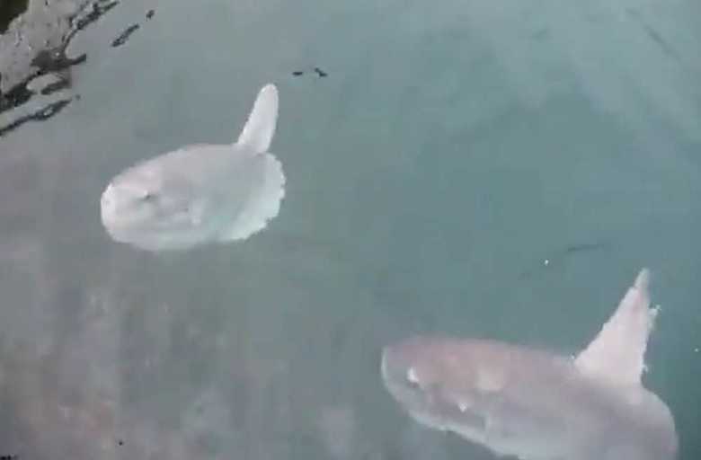 まだ穏やかなマンボウたち