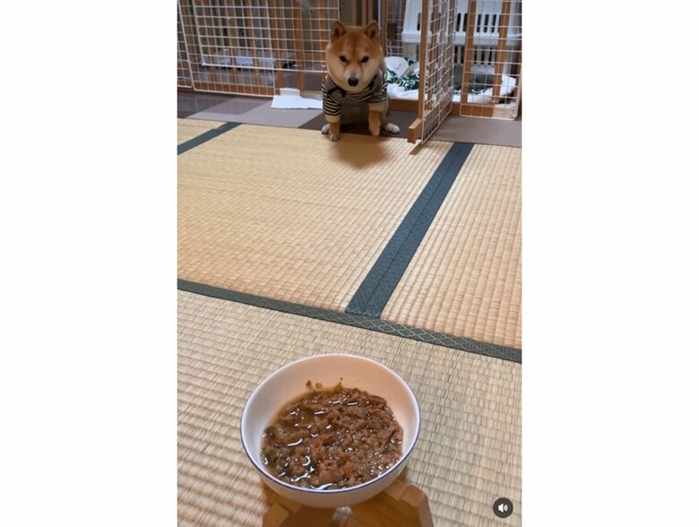 提供:豆柴 えだまめくんさん