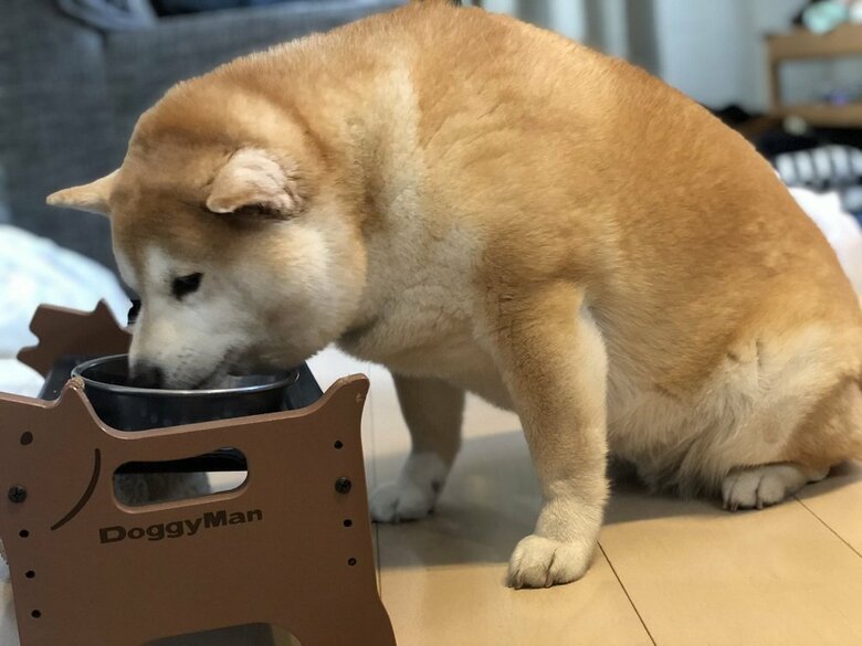 食事中のゆずちゃん(投稿画像の日とは別日)
