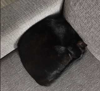 「未だかつてない四角」と飼い主も表現