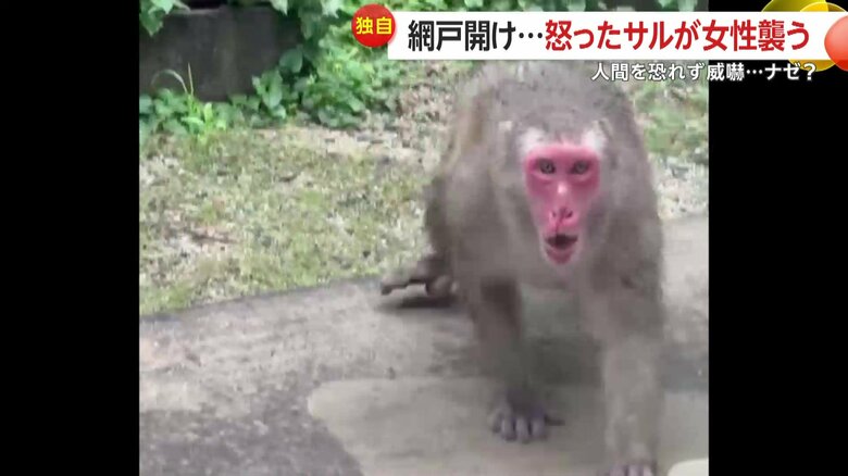 怒ったサルが突進してくる様子