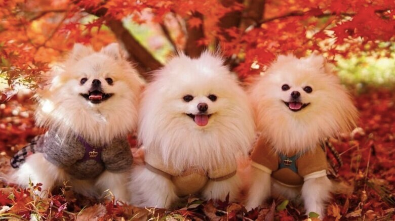 左：クララちゃん　中央：メルちゃん　右：マリンちゃん（提供：愉快な3姉妹ポメラニアンさん）