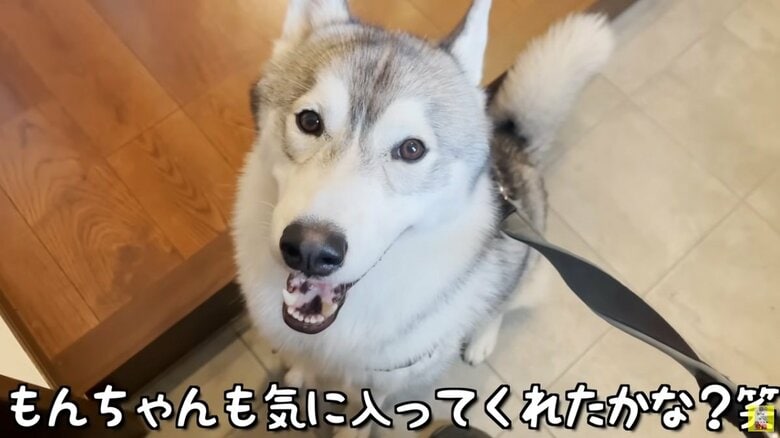 ハーネスを取り返して、良い笑顔！