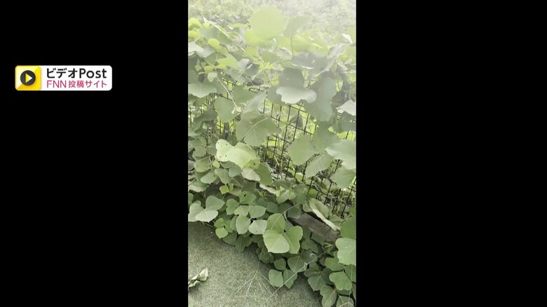 空き地から大量の草が侵食している様子