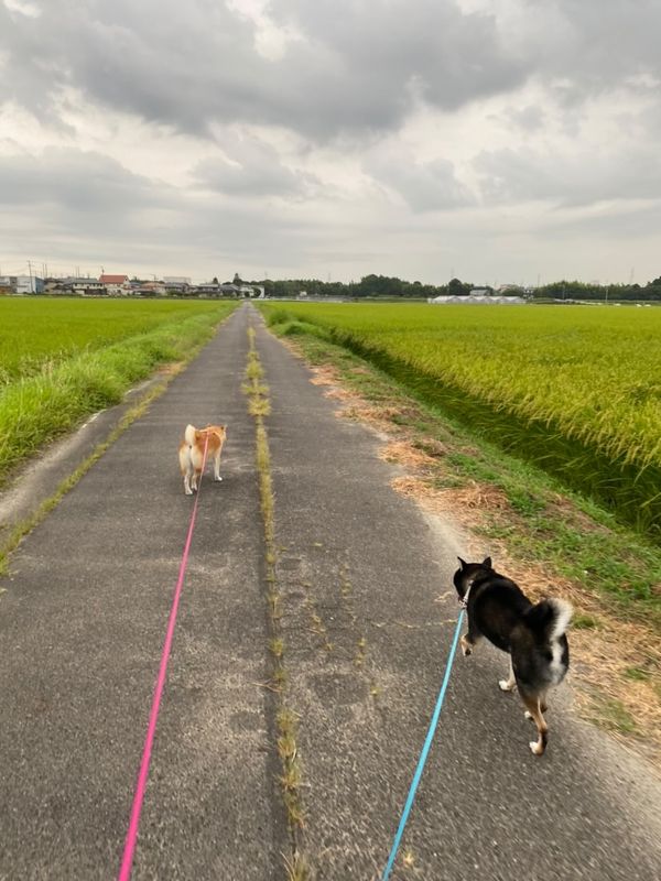 提供：柴犬むさしとこじろうさん