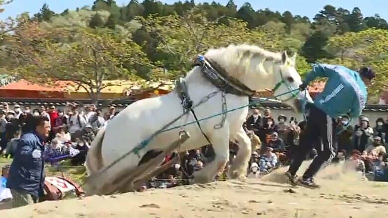 人と馬が力を合わせ坂を越える輓馬競技