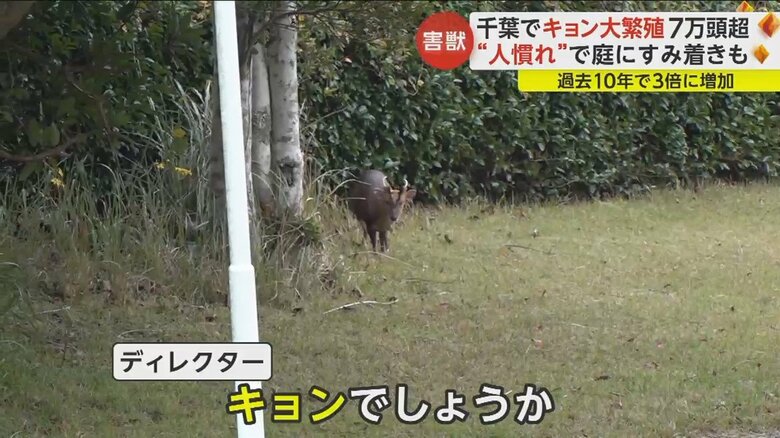 取材スタッフの方を見て警戒するキョン