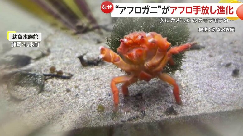 SNSで話題となった海藻をかぶった“アフロガニ”（静岡・清水町）