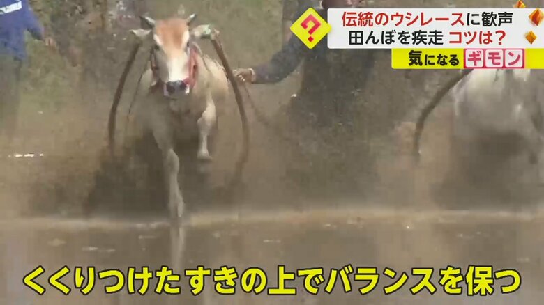 田んぼの中を泥を跳ね上げて駆け抜ける牛たち