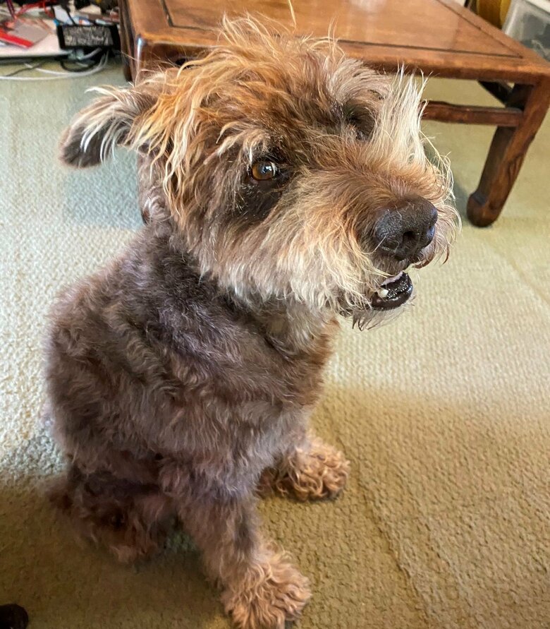 寝ぐせがついた兄犬くん