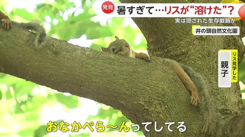 木の上で溶けてしまったかのようなリスの姿