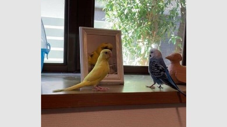 3羽がそろった時の様子