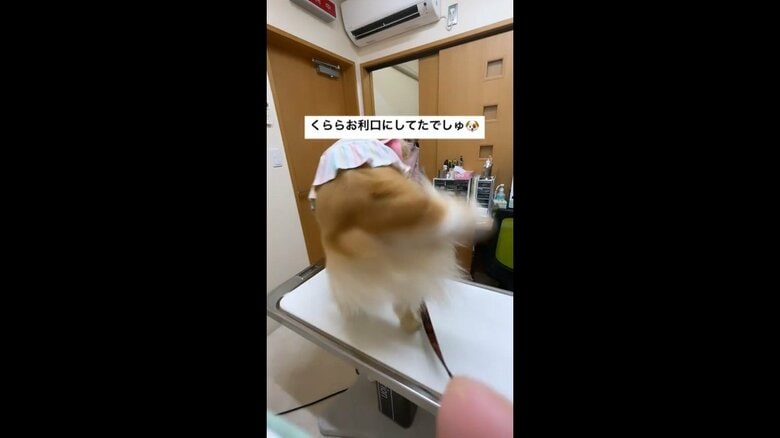 診察室に入っても尻尾をフリフリ