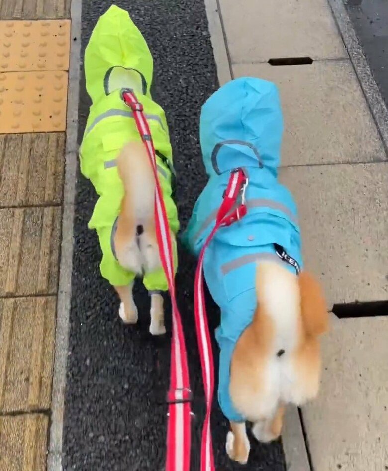 雨の日でも、一緒にお散歩