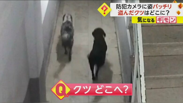 2匹の犬がクツを盗んでいく様子⑦