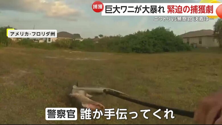 暴れるワニに、「誰か手伝ってくれ！」と訴える駆けつけた男性警察官