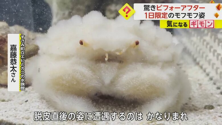 170万回以上再生されているオオタマオウギガニの脱皮後の動画