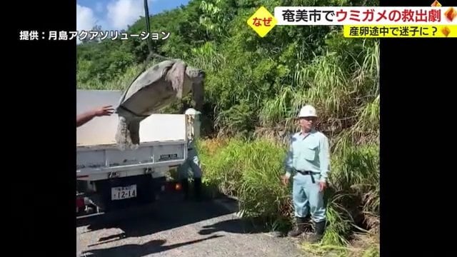 “結いの心”でウミガメを助ける島民