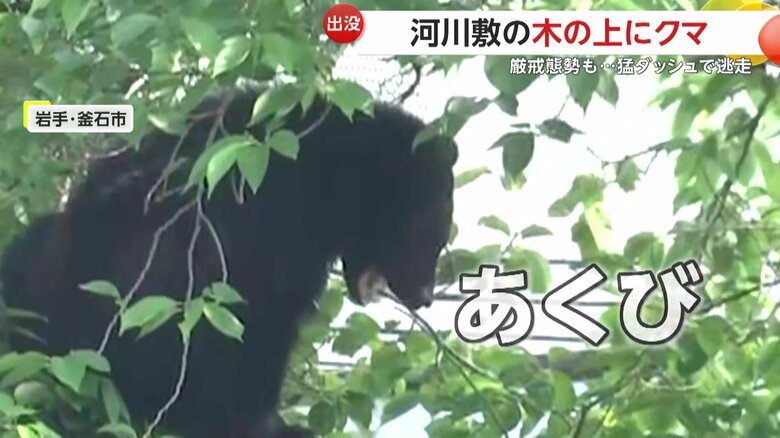 ムクっと立ち上がると大きなあくびをしたクマ