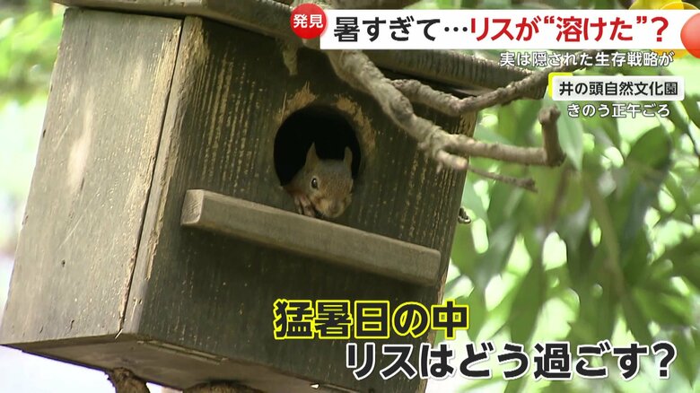 猛暑日の中、リスたちはどのように過ごしているのか捜索を開始した取材班