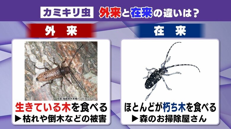 在来種は「森のお掃除屋さん」と言われる