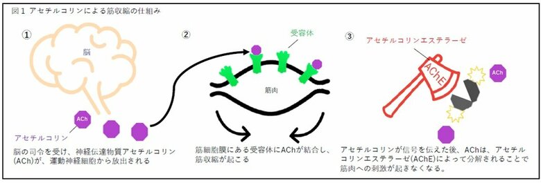 （画像提供：ポーラ）