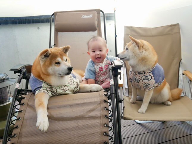 提供：飼い主さん（＠shibainu.berry）