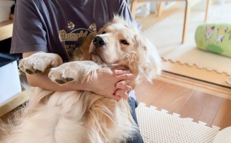 提供：イブ（ゴールデンレトリバー）さん