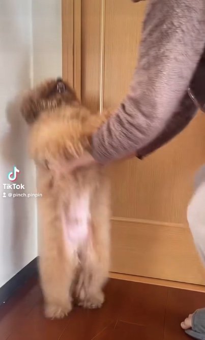 提供：ピン太郎ママさん