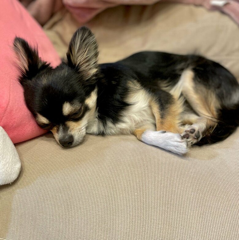 提供：チワワのごまじろーさん