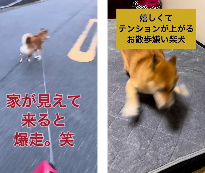 お家を見つけると走り、戻ると喜んで荒ぶる