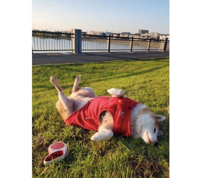 提供：柴犬ななさん