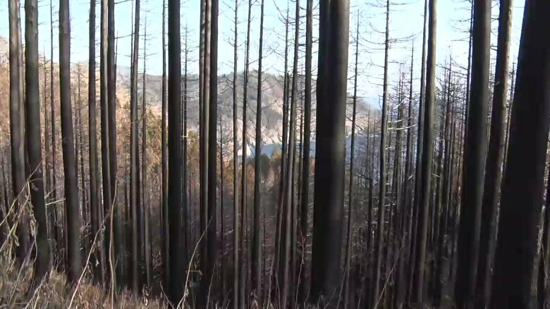 上側の葉までが完全に焼失し被災木の間から海が見える