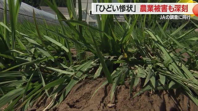 田んぼに入った土砂で稲にも大きな被害が…