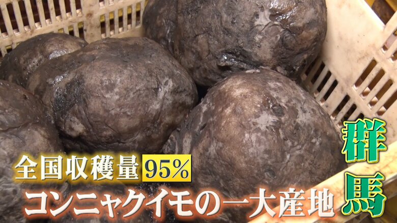 コンニャクイモ