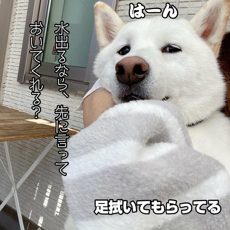 初プールの後に足を拭いてもらっているだい吉くん　納得のいっていないお顔