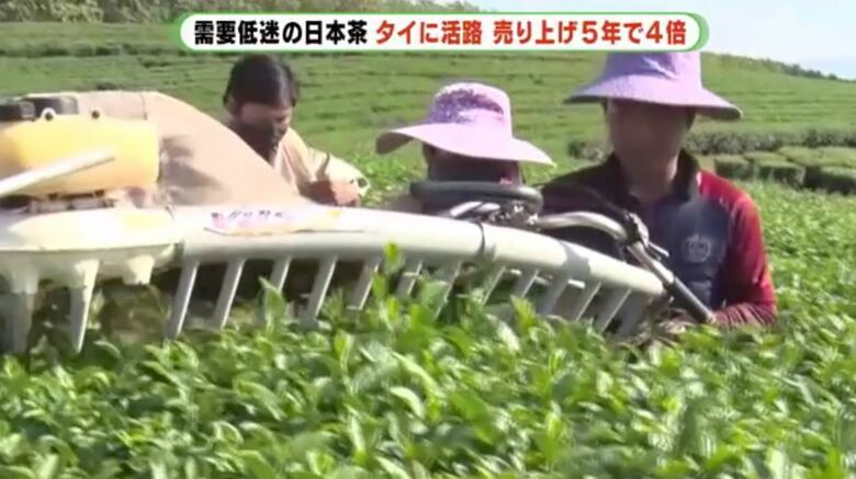 現地スタッフに日本式栽培を指導