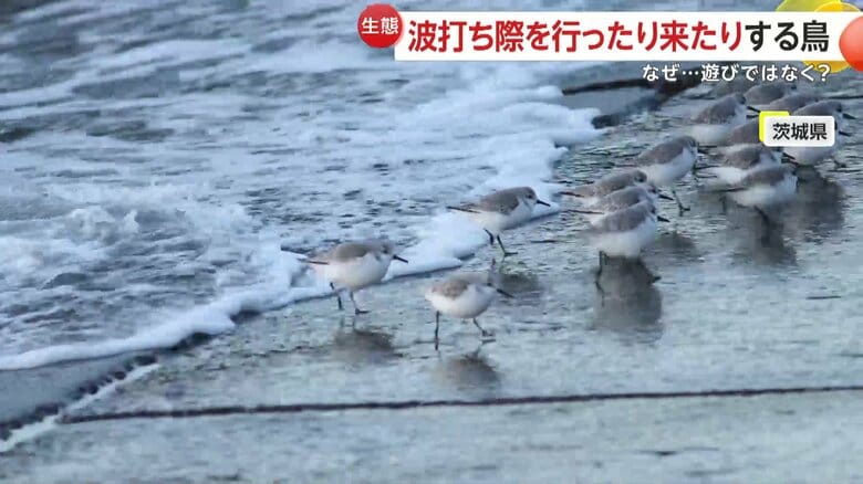 波打ち際をちょこちょこと走る鳥の群れ（GFBさん撮影）