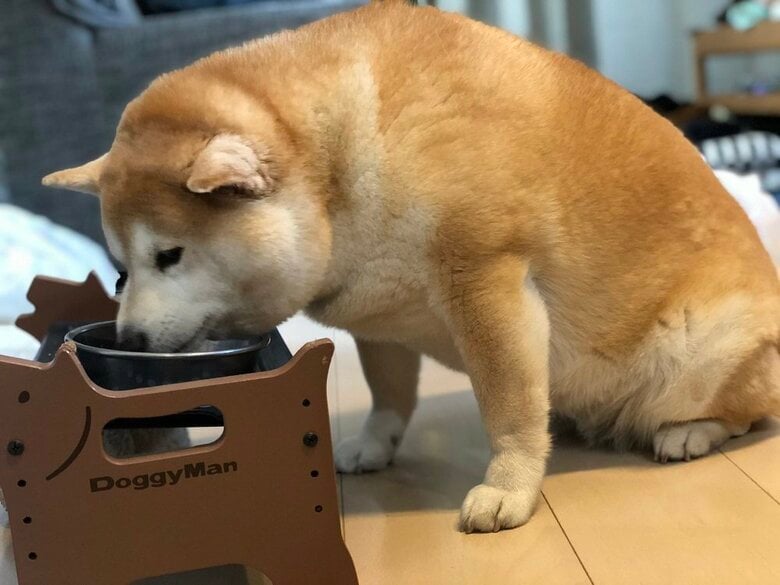 食事中のゆずちゃん（投稿画像の日とは別日）